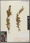 Foto von Salix triandra subsp. triandra L.